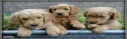 Goldendoodle honden te koop: Goldendoodle pups. Zie omschrijving. - Advertentie 22