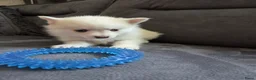 Pomsky honden te koop: Pomeriaan pomsky pups - Advertentie 13