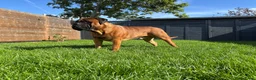 Bullmastiff honden ter dekking: Bullmastiff Dekreu - Advertentie 5