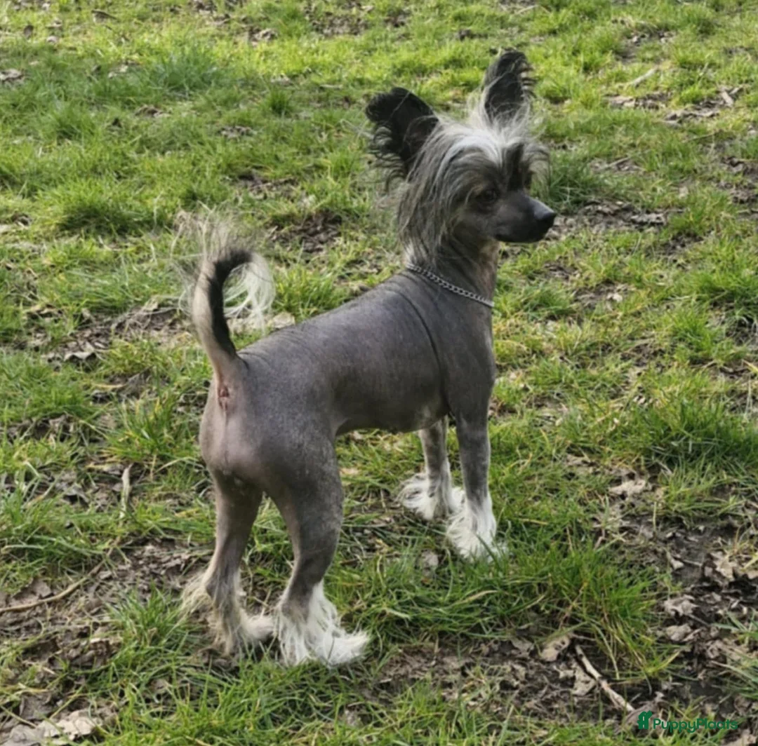 Chinese Naakthond honden te koop: Prachtige Chinese Naakthond & Powderpuff pups - Advertentie 21