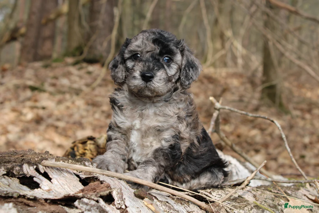 Maltipoo honden te koop: Hele lieve Maltipoo puppy’s 🩷 - Advertentie 2