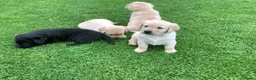 Labrador Retriever honden te koop: Labradorpuppies  van stamboomouders  - Advertentie 4