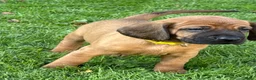 Beierse Bergzweethond honden te koop: Hanoveraaanse zweethond pups - Advertentie 21