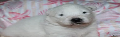 Teefje rood 