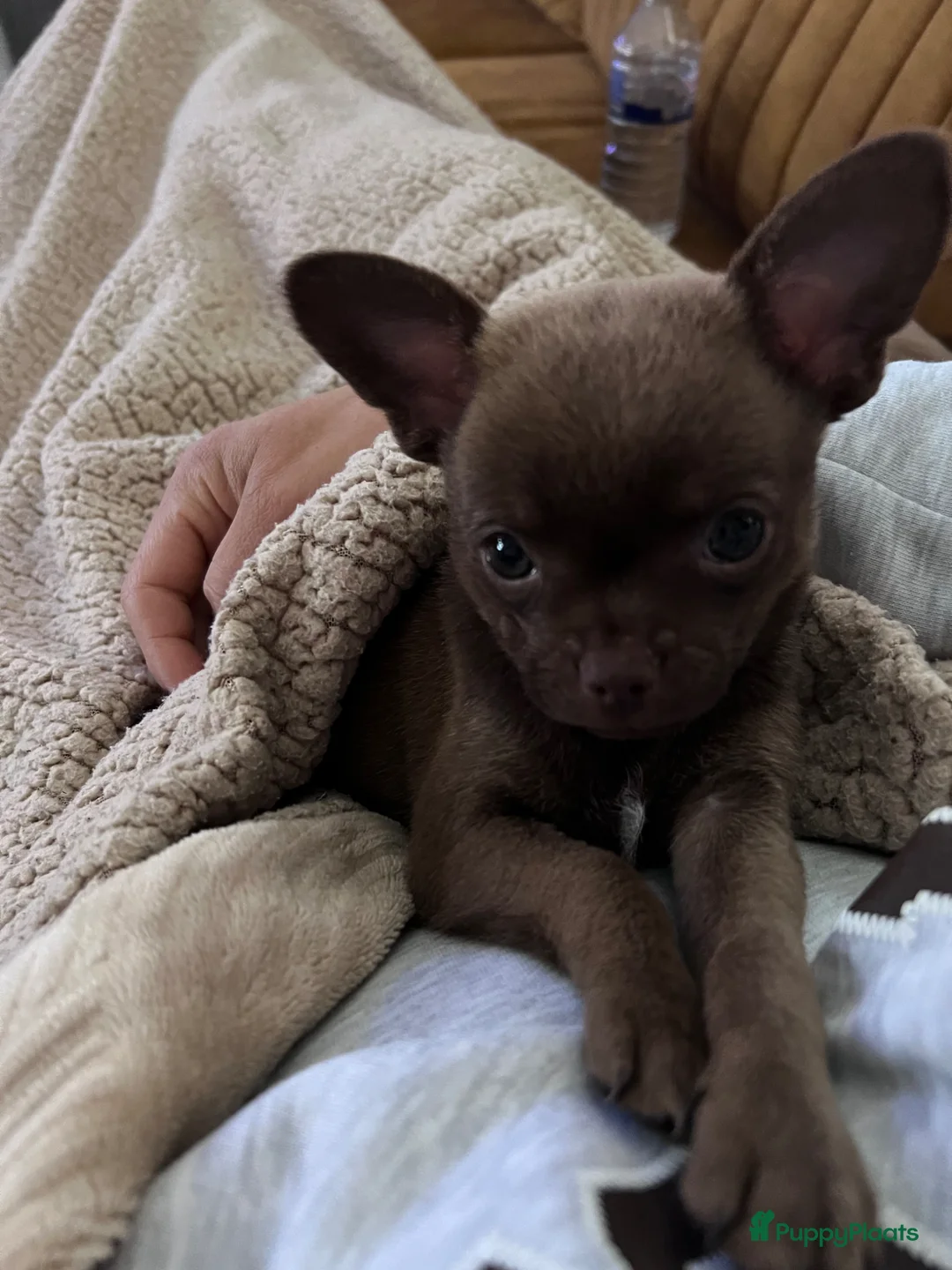 Chihuahua honden te koop: Mooie chihuahua pup  - Advertentie 7