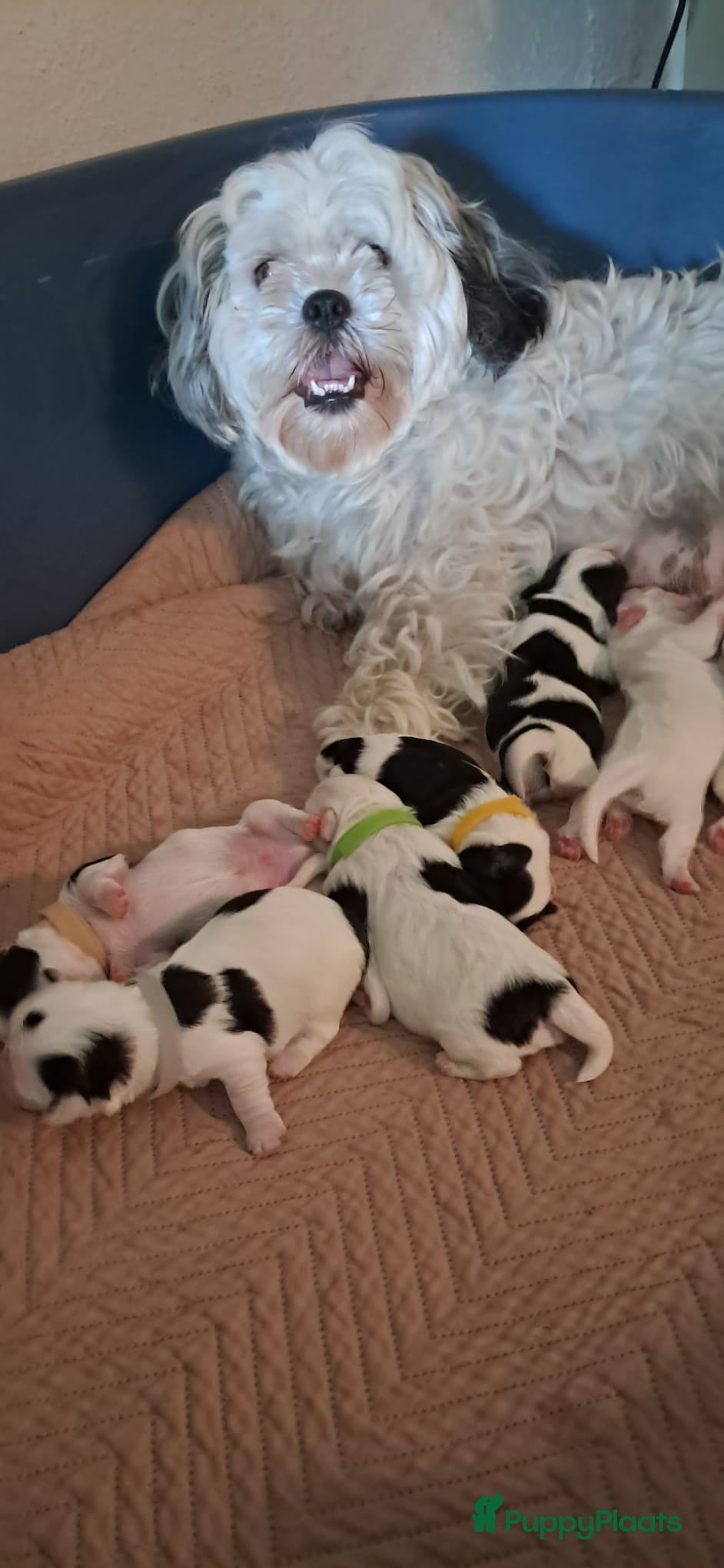 Malshi honden Ons Eerste nestje malshi  - Advertentie 1