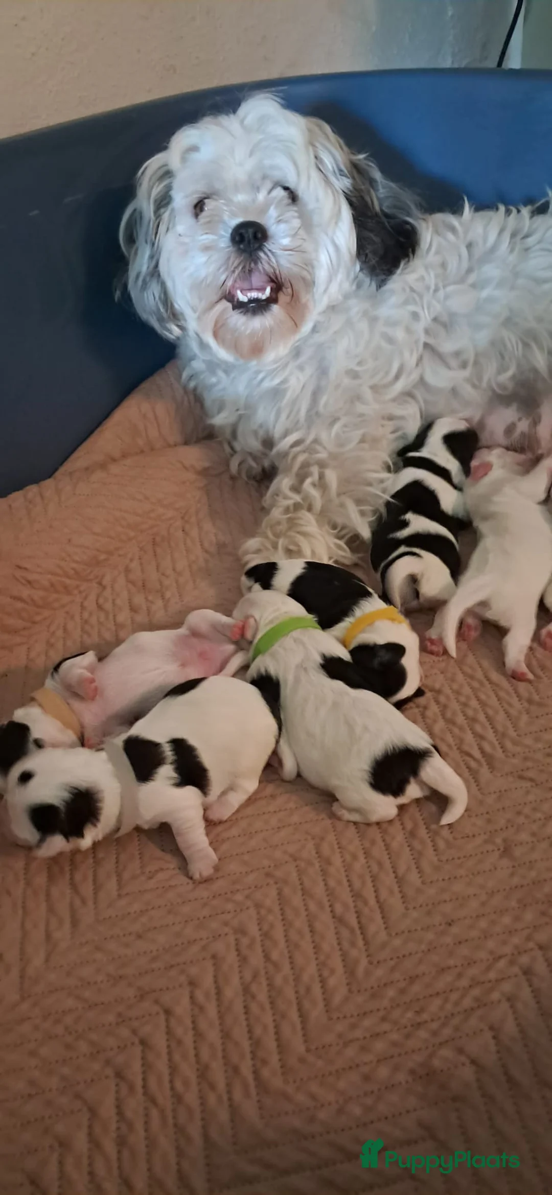Malshi honden te koop: Ons Eerste nestje malshi  - Advertentie 1
