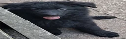 Duitse Herder honden te koop: Langstokharige Duitse Herder puppies zw.en zw/br  - Advertentie 19
