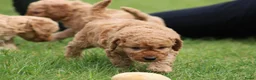 Cockapoo honden te koop: Knappe Cockapoo pups. - Advertentie 16