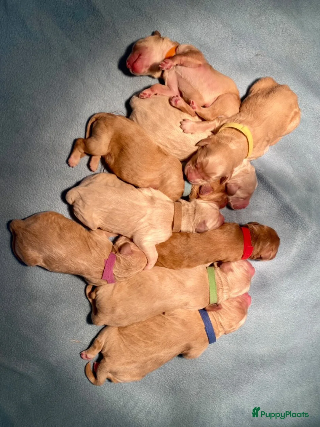 Labradoodle honden ter dekking: KNAPPE HALF AUSTRALIAN LABRADOODLE DEKREU PUK in Breda - Advertentie 23