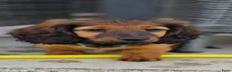 Teckel (langhaar) honden te koop: Prachtige Stamboom Dwergteckelpups langhaar - Advertentie 3