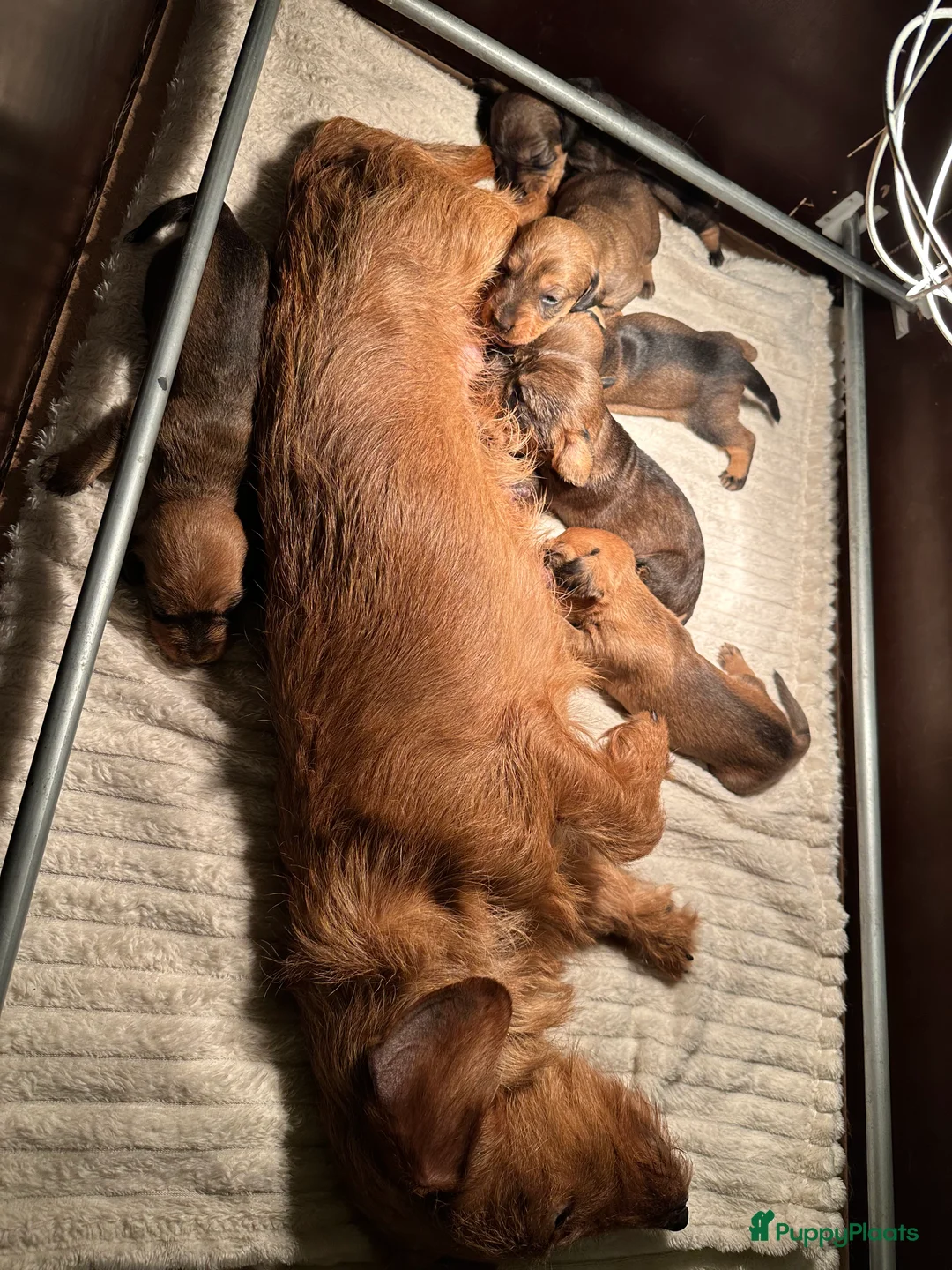 Ruwhaar Teckel honden te koop: Standaard ruwhaar teckelpups in Wilhelminaoord - Advertentie 5