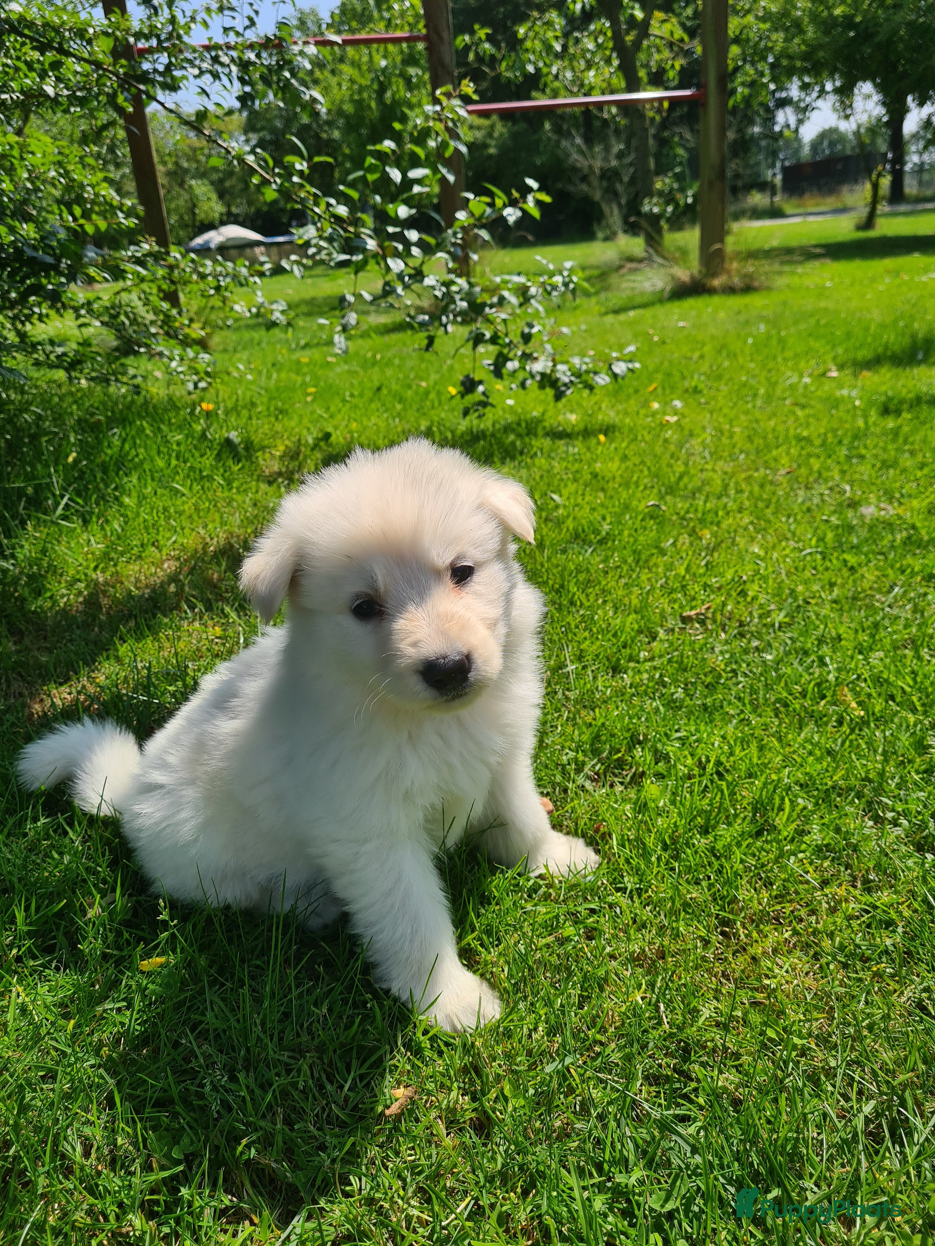 Zwitserse Witte Herdershond honden super mooie, lieve witte herder pups te koop - Advertentie 1