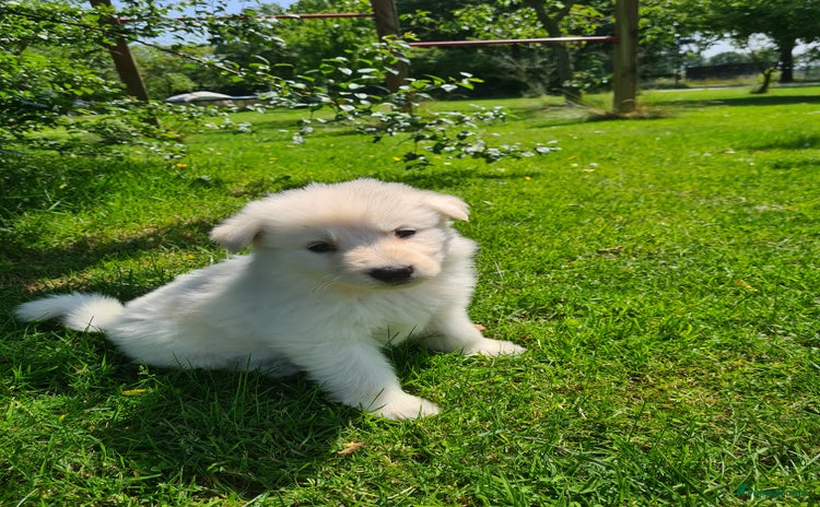 Zwitserse Witte Herdershond honden - Advertentie 7