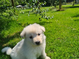 Zwitserse Witte Herdershond honden super mooie, lieve witte herder pups te koop - Advertentie 4