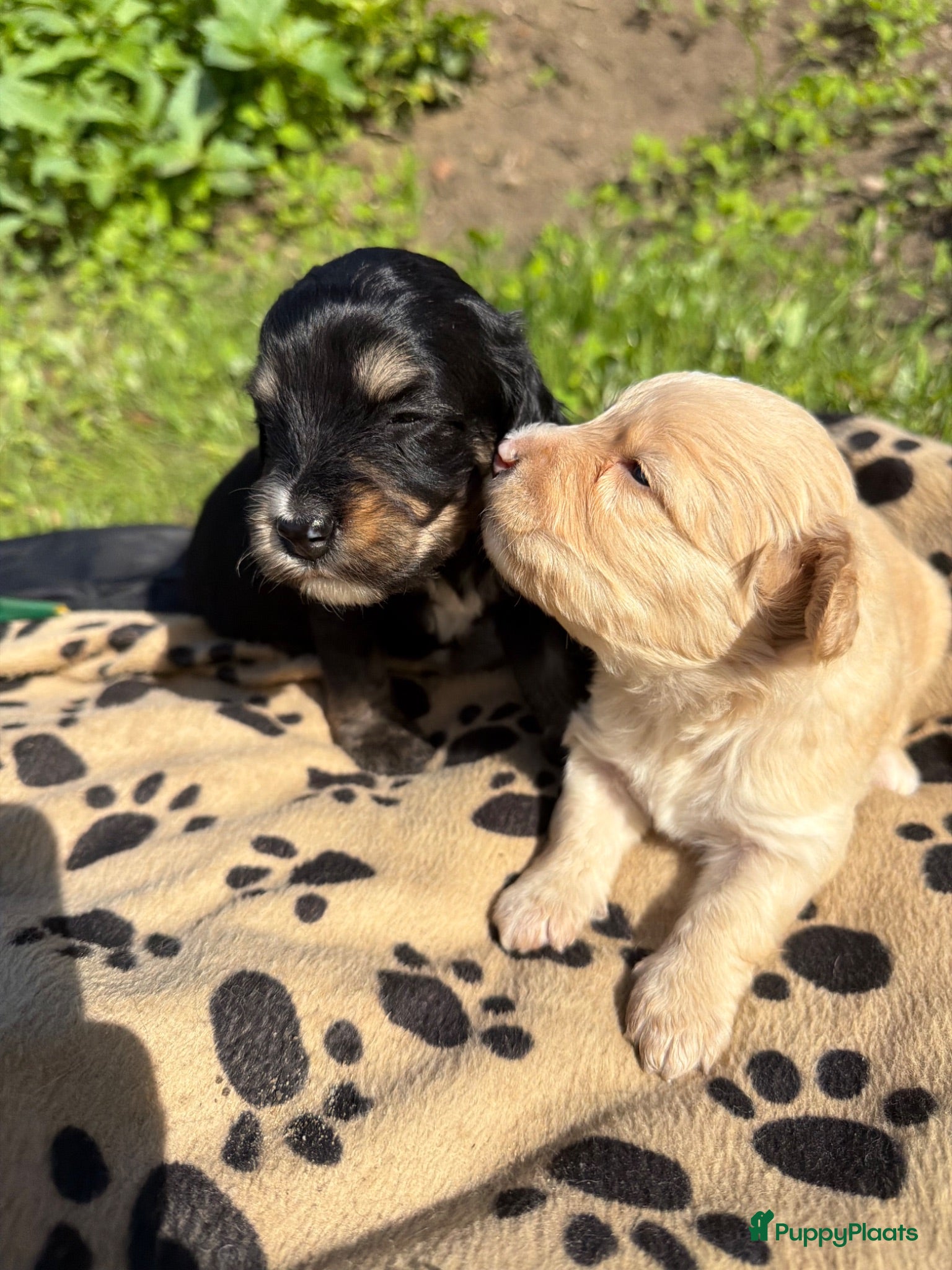Bernedoodle honden Mini Bernedoodle pups te koop - Advertentie 2