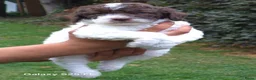 Lagotto Romagnolo honden te koop: Italiaanse waterpuppy's - Advertentie 24