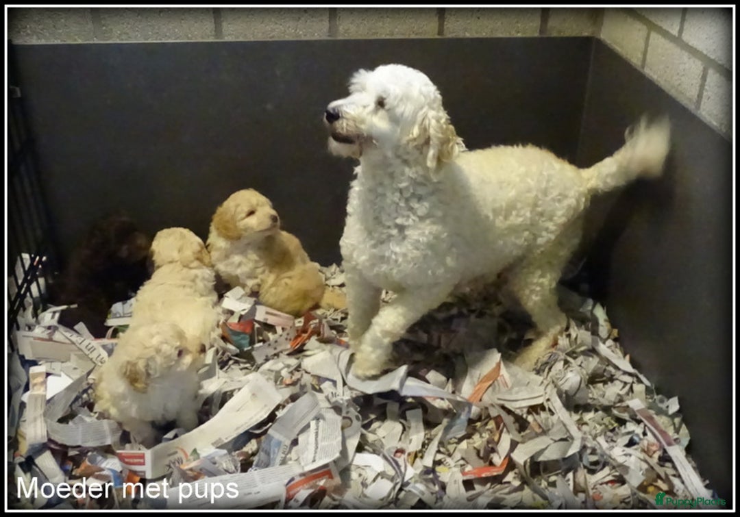 Labradoodle honden te koop: Labradoodle pups F4 +/- 45 cm - Advertentie 12