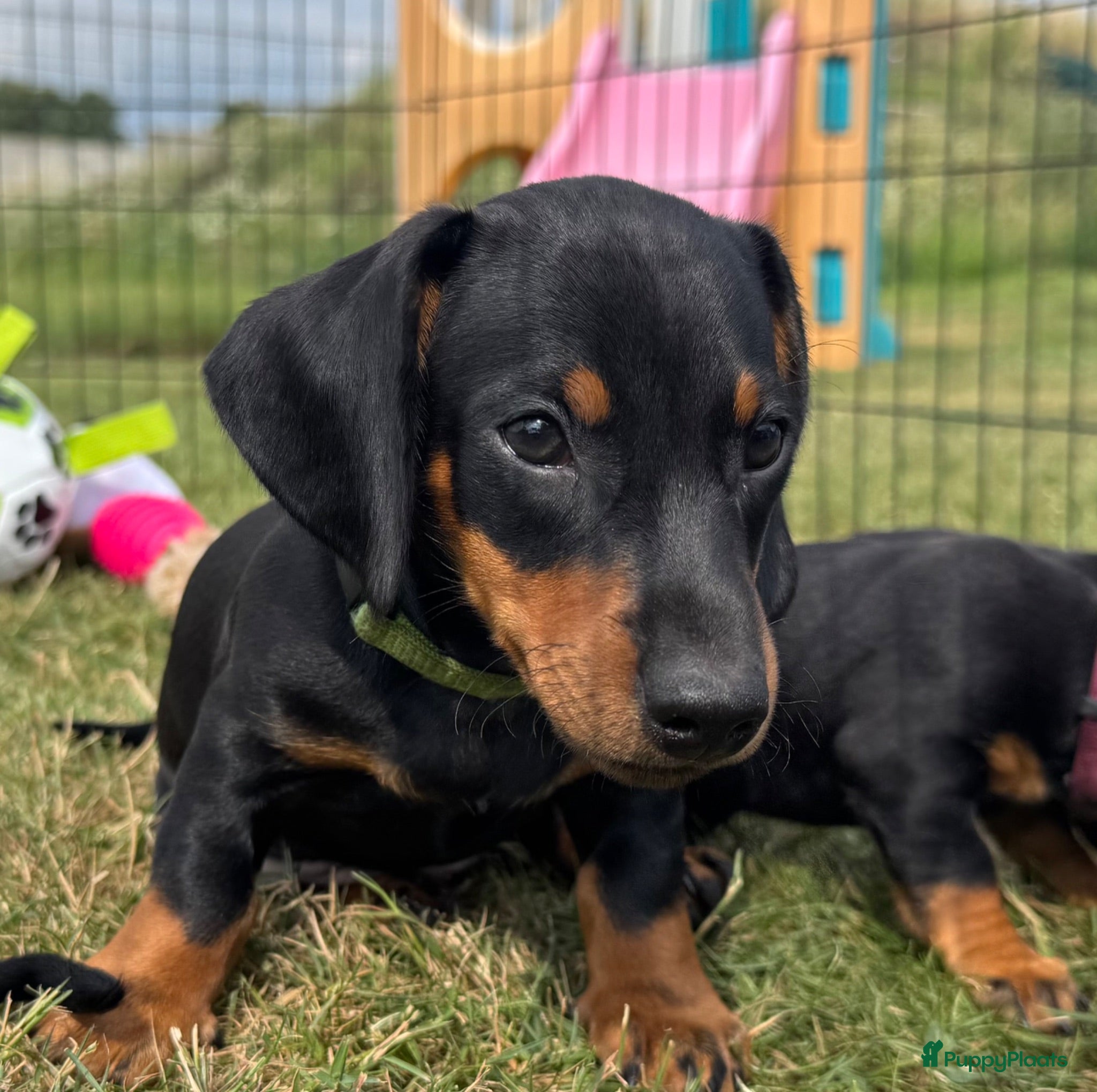 Teckel (korthaar)  honden Mooie black & tan teckelreutje - Advertentie 4