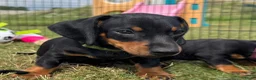 Teckel (korthaar)  honden te koop: Mooie black & tan teckelreutje - Advertentie 1