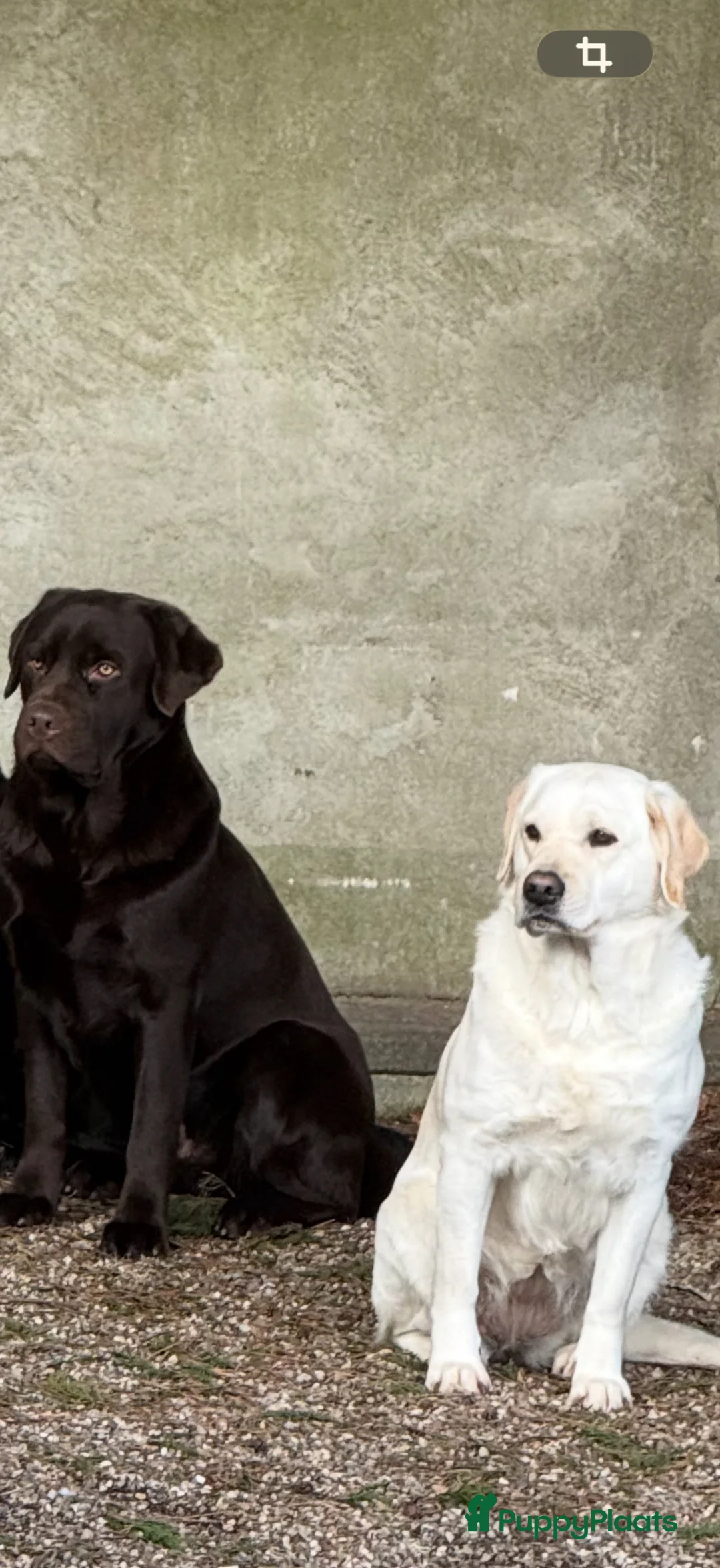 Labrador Retriever honden te koop: Prachtige labrador puppy’s  - Advertentie 11