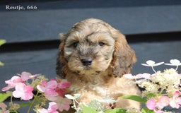 Cockapoo honden te koop: Cockapoo pups - Afbeelding 6