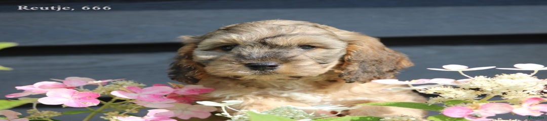 Cockapoo Puppy 1