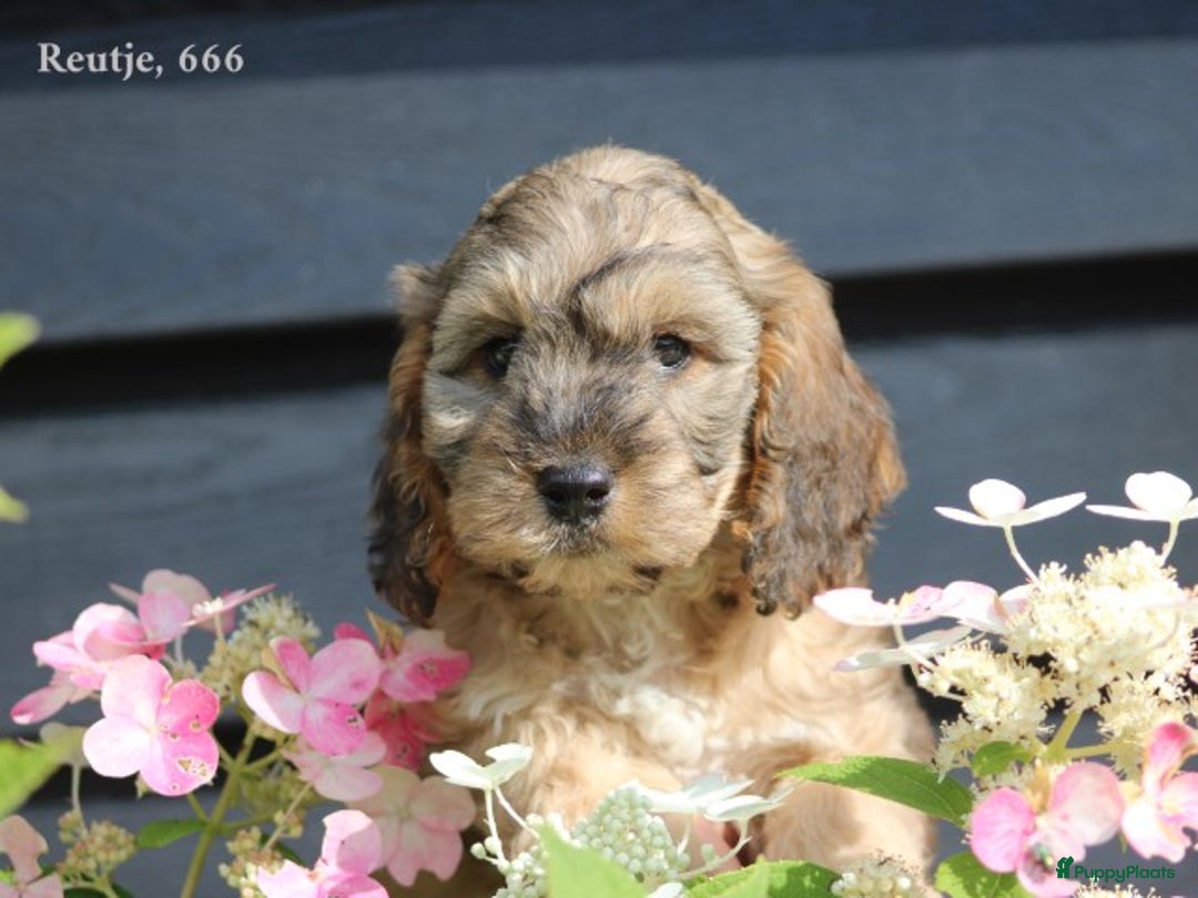 Cockapoo honden te koop: Cockapoo pups - Afbeelding 6