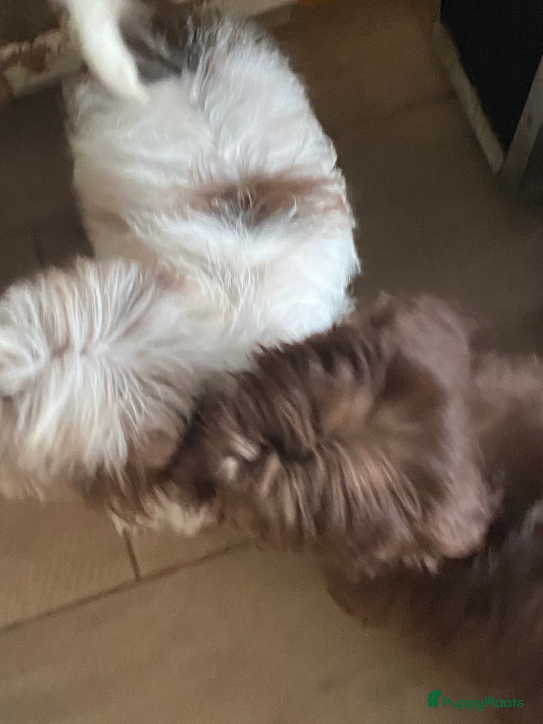 Shihpoo honden te koop: Shipoo pups bont en choco  - Afbeelding 5