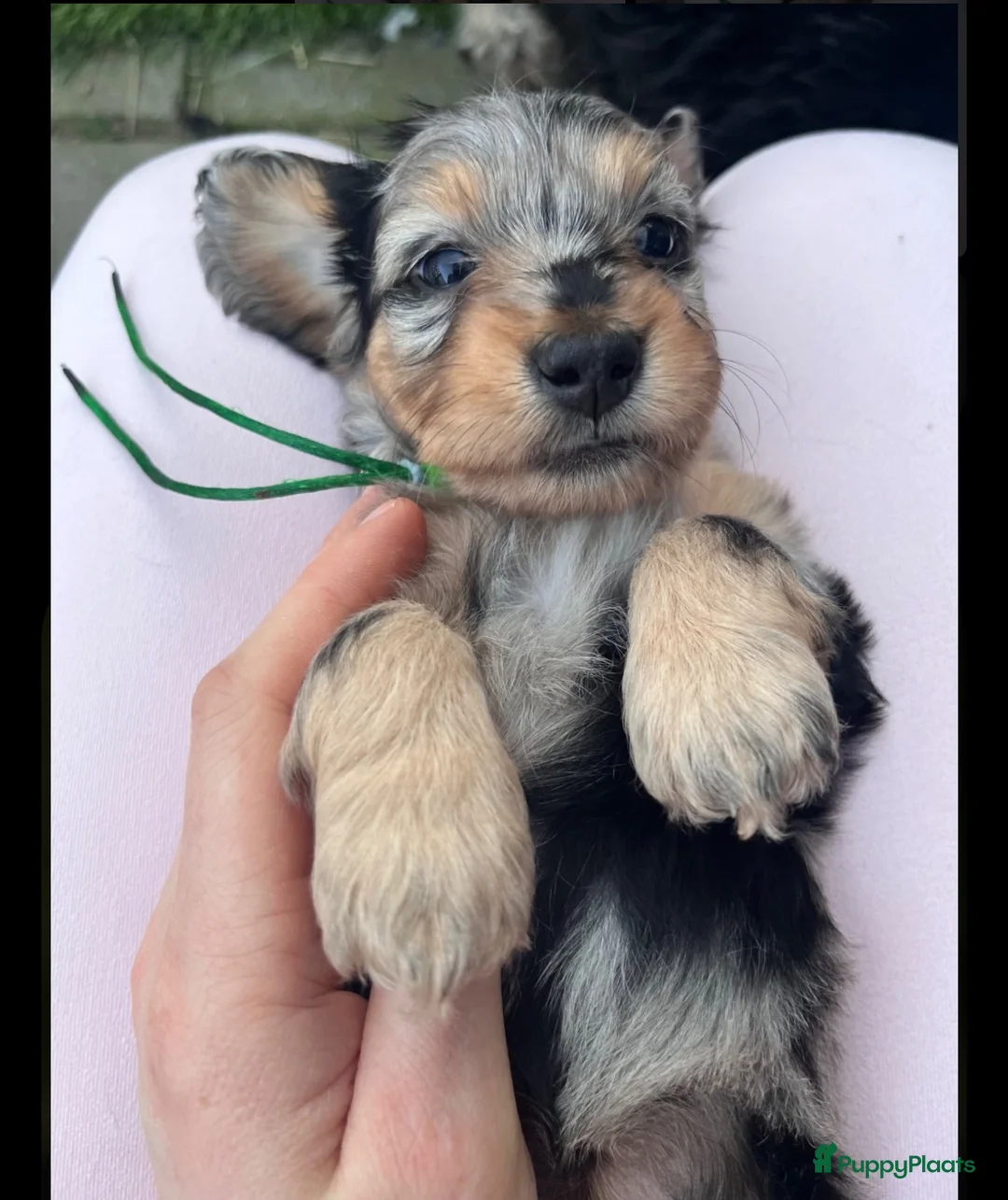 Kruising honden te koop: ✨🐾Teckel X maltezer🐾✨ - Advertentie 1