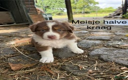 Australian Shepherd honden te koop: Raszuivere Australian Shepherd  - Afbeelding 4