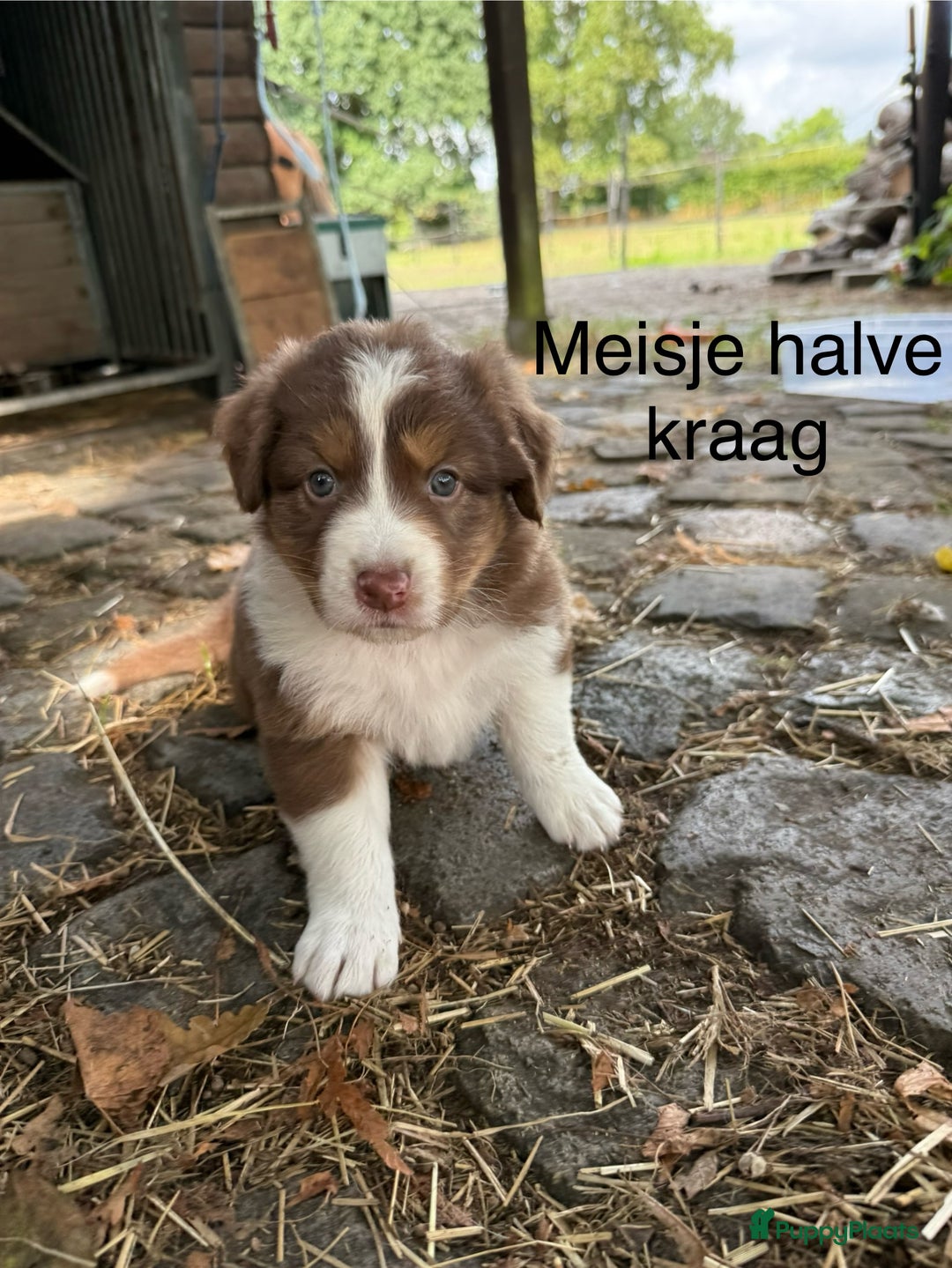 Australian Shepherd honden te koop: Raszuivere Australian Shepherd  - Afbeelding 8