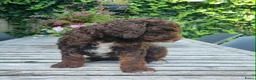 Australian Labradoodle honden te koop: Australian Labradoodle pups - Advertentie 5