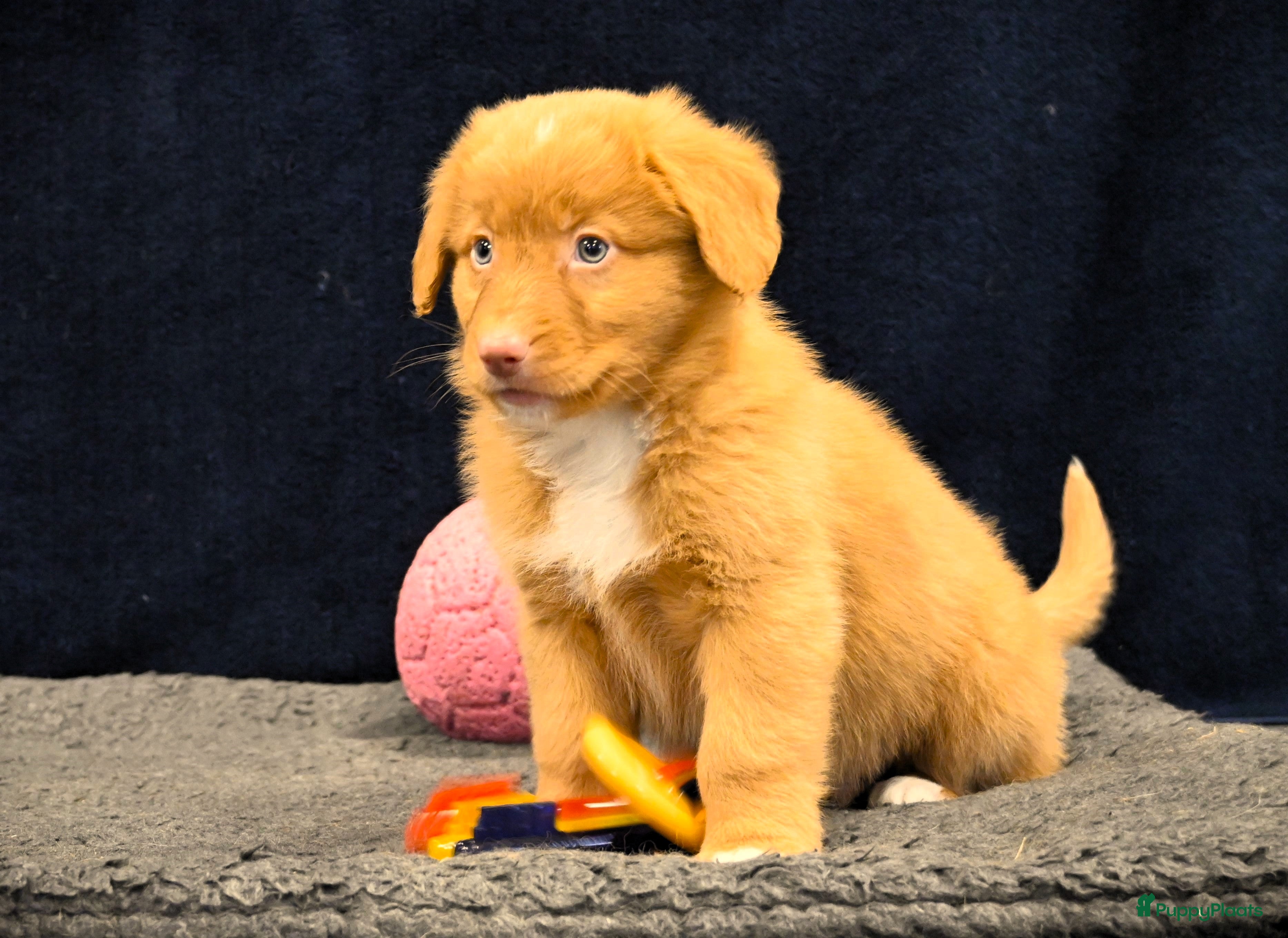 Nova Scotia Duck Tolling Retriever honden Speelse Nova Scotia Duck Tolling Retriever pups  - Advertentie 1
