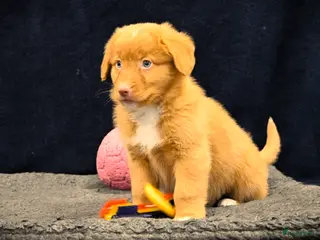 Nova Scotia Duck Tolling Retriever honden Speelse Nova Scotia Duck Tolling Retriever pups - Advertentie 1