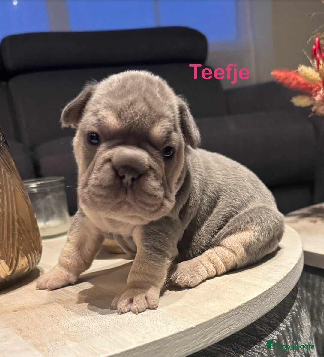 Franse Bulldog honden te koop: Franse Bulldog fluffy  Isabella  / Lilac tan  - Advertentie 2