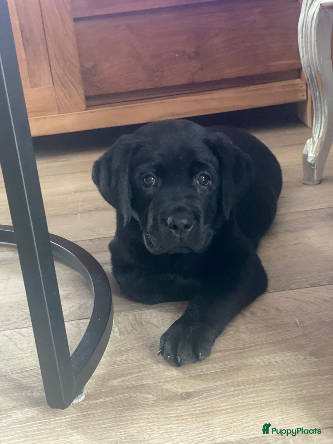 Labrador Retriever honden te koop: NEST AANKONDIGING LABRADOR PUPS - Advertentie 15