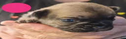 Franse Bulldog honden te koop: Fr bulldog puppy's met stamboom geteste ouders  - Advertentie 3