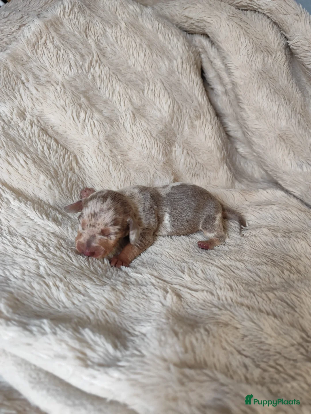 Teckel (korthaar)  honden te koop: Prachtige merle dwergteckel pupjes voor reservatie - Advertentie 2