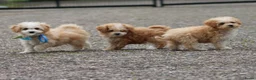 Maltipoo honden te koop: Lieve Maltipoo pups - Advertentie 8