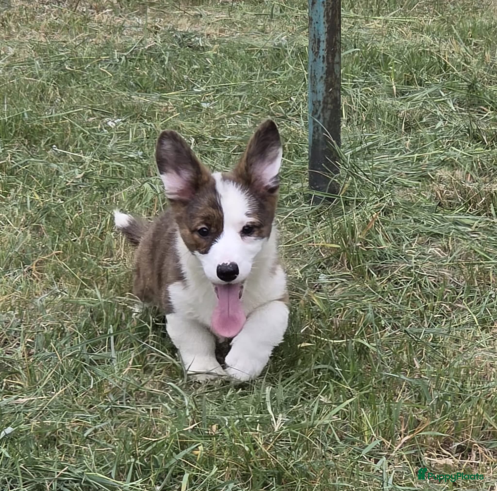 Welsh Corgi Cardigan honden Welsh Corgi Cardigan pup - Advertentie 1