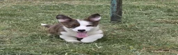Welsh Corgi Cardigan honden te koop: Welsh Corgi Cardigan pup - Advertentie 1