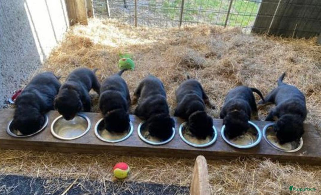 Rottweiler honden te koop: Rottweiler pups - Afbeelding 6