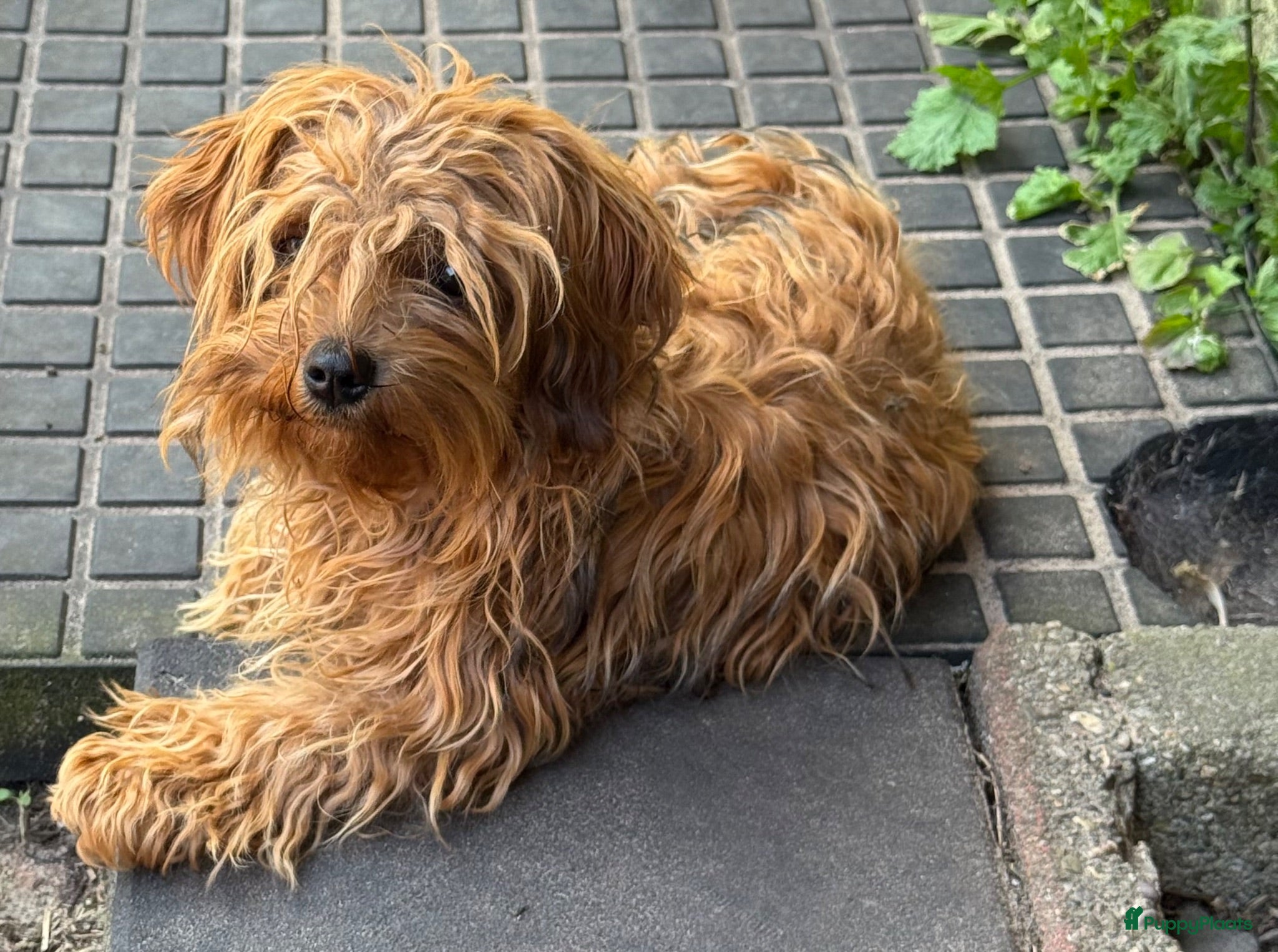 Bolonka Zwetna honden Mooie Bolonka Zwetna pupjes - Advertentie 2