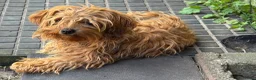 Bolonka Zwetna honden te koop: Mooie Bolonka Zwetna pupjes - Advertentie 2