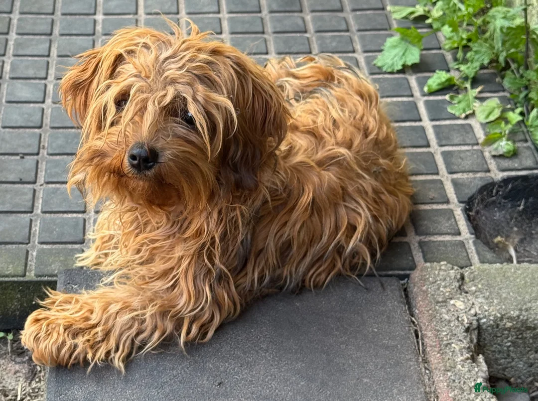 Bolonka Zwetna honden te koop: Mooie Bolonka Zwetna pupjes - Advertentie 2