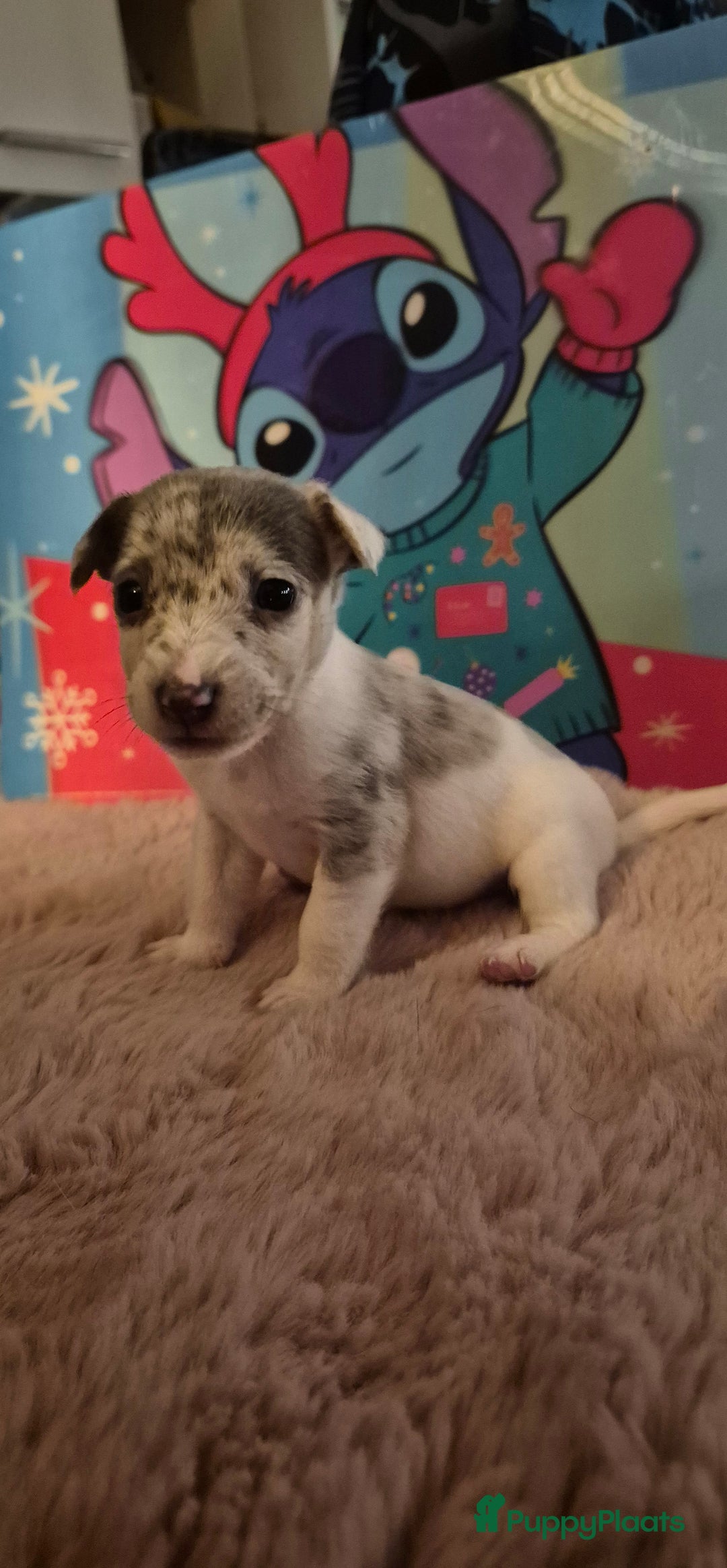 Jack Russel Terriër honden te koop: Super mooie jackrussel pups mogen met kerst mee  - Advertentie 8