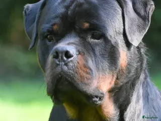 Rottweiler honden Rottweiler pups FCI stamboom - Advertentie 1