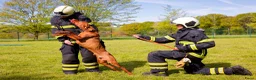 Vizsla korthaar honden te koop: Kortharige Hongaarse Vizsla-pups - Advertentie 9