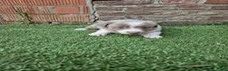 Kruising honden te koop: Knappe lilac border collies - Advertentie 2